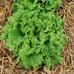 Lettuce Bergam's Green
