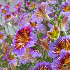 Chilean Morning Glory Seeds