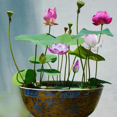 Bowl Lotus Seeds Bonsai Lotus Seeds for Planting Water Lily Flower Aquatic Plants Seeds
