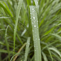 Herb, Lemongrass