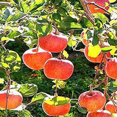 Red Delicious Apple - Malus pumila Tree Seeds