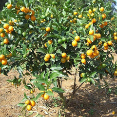 Bonsai Orange Tree Seed Delicious Sweet Fruit Juicy Beautiful Potted Plants Robust Flavor Easy Care