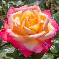 Rose Double Delight Seeds