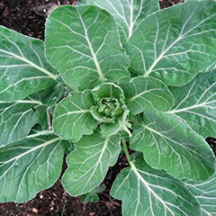 Giant Collard Georgia Southern Seeds Herb Collards