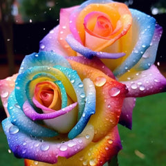 Gradient Rainbow Rose Seeds