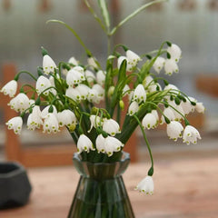 Summer Snowflake PureBeauty, Fresh Starts