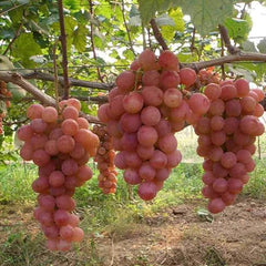 Grape Seeds Vine Fruit Seed Fruit Plant Home Garden Non-GMO