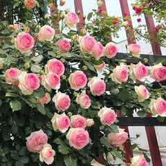 Pink Climbing Rose Vine Seeds - Amazing Growth and Beautiful Roses