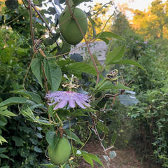 Purple Passionflower / Maypop