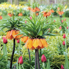 Fritillaria Crown Imperial Aurora