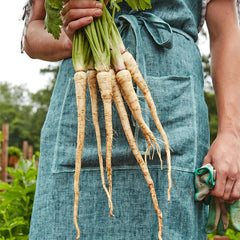 Parsnip, Hollow Crown