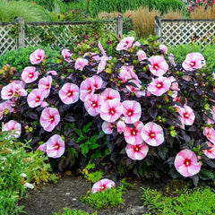 Sweet Sultry Hibiscus Collection