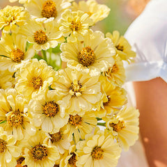 Isabellina Zinnia Flower Seeds