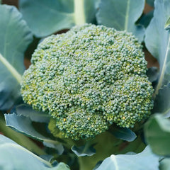 Broccoli, Sun King Hybrid