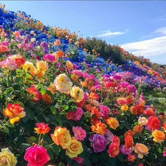 Mixed Color Rose Combination Seeds