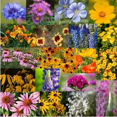 Mix Midwest Wildflower Seed