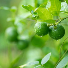 Lime Tree Seeds