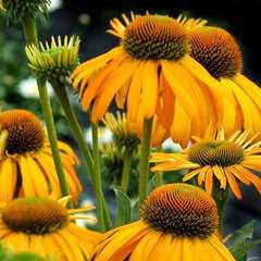 Yellow Coneflower Seeds - Bright Hardy Perennial Pollinator Flower