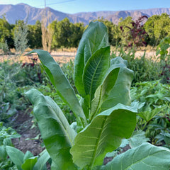 Shirazi Tobacco Seed
