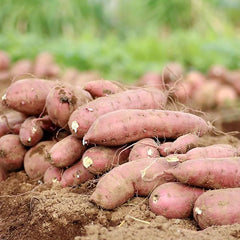 Sweet Potato Seeds Non-GMO Sweet Vegetable Seeds Home Garden Plant Seed for Planting