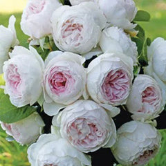Earth Angel Floribunda rose seeds