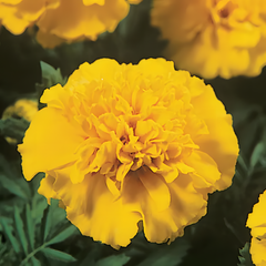Janie Yellow Marigold seeds
