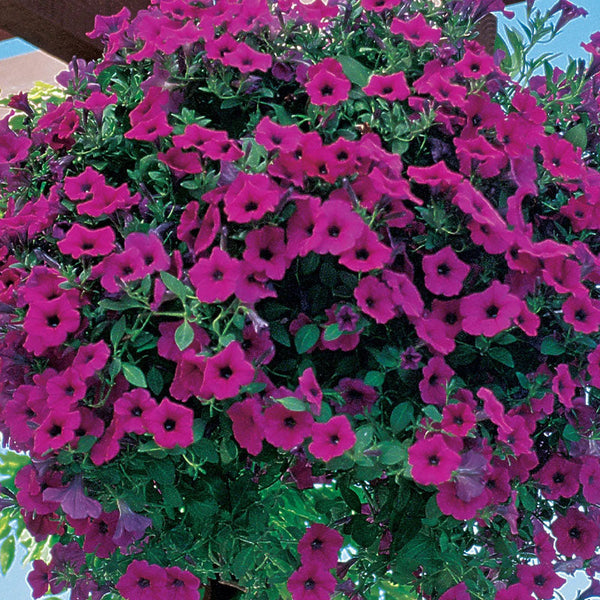 Wave Purple Petunia Seed Variety