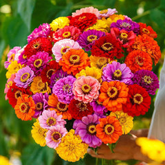 Non-GMO California Giants Zinnia Mix Seeds