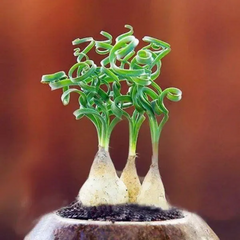 Egrow Sprial Grass Seeds Green Succulents Plants Garden DIY Bonsai Potted Flower Seeds