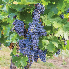 Mars Seedless Grape Bare Root Perennial Grape Hardy and Long-Lived Fast