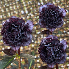 Mysterious Black Bark Double Petal Rose Seeds