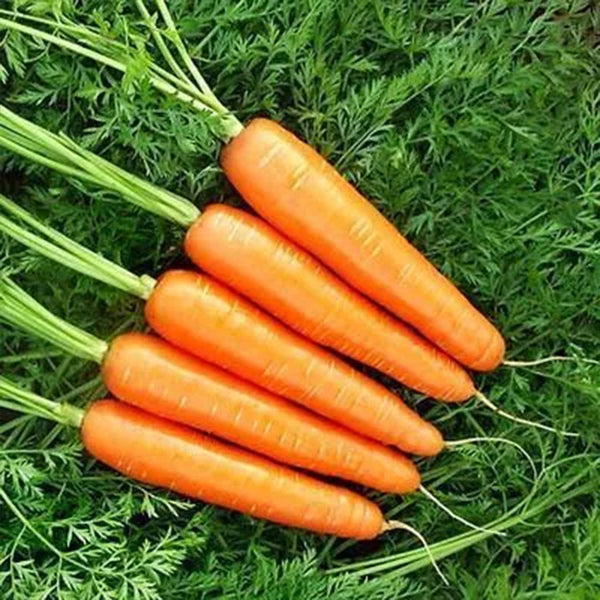 Carrot Nantindo F1