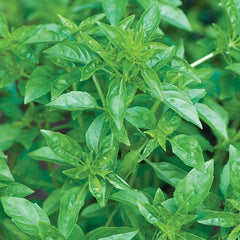 Basil, Summerlong