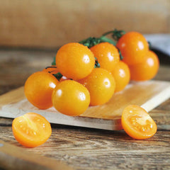 Patio Choice Yellow Cherry Tomato Seeds