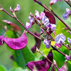 Perennial Red Dolichos Lablab Hyacinth Bean Vine & Flower Seed for Planting