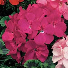 Annual Violet Geranium Flower Seed for Planting
