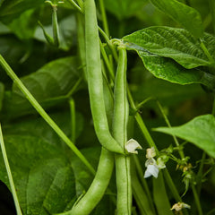 Bean, Bush, Stringless Green Pod