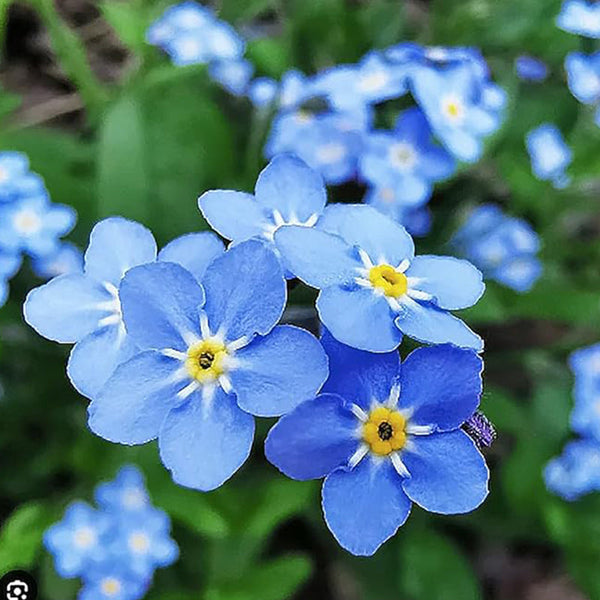 Forget Me Not Seeds for Ground Cover for Tulips and Other Seeds