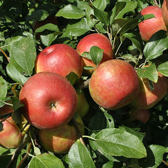 Miniature Apple Tree Seed High Yield Flourishing Perfect for Containers