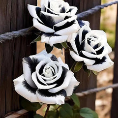 Rare Black and White Twin Roses