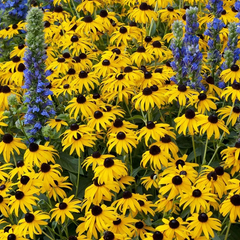 🌸Purple Coneflowers&Black Eyed Susan Mix