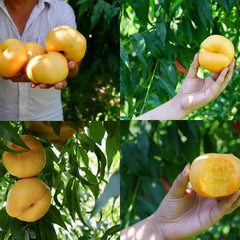 Golden Legend - Golden Peach Seeds