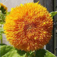 Teddy Bear Sunflower Seeds Exotic Garden Flower Sunflower Seeds for Planting Great for Hummingbirds and Butterflies