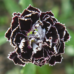 Dianthus Heddewigii Black White Carnation Flower Seed, Non GMO Heirloom