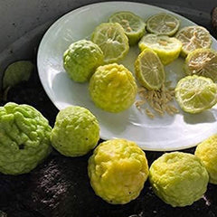Thai Kaffir Lime Fruit Seeds