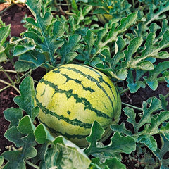 Yellow Crimson Watermelon Seeds