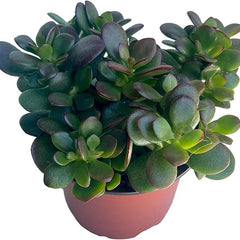 Jade Plant - Crassula - Easy to Grow - Hard to Kill - Cactus - Living Succulant, Succulents Plant Live