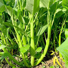 Kong Xin CAI Vegetable Seeds Water Spinach Kangkong Delicious Vegetable Seeds for Green Leaf Planting Garden Non-GMO Choy Ong Seed