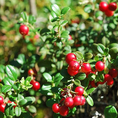 Vaccinium Macrocarpon Cranberry  Garden Fruit Plants