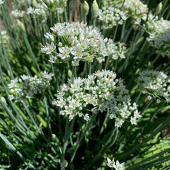Garlic Chive / Chinese Leek